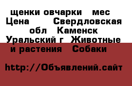 щенки овчарки 2 мес › Цена ­ 1 - Свердловская обл., Каменск-Уральский г. Животные и растения » Собаки   